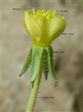 Flower-upper part